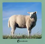 Animales de la Granja 2