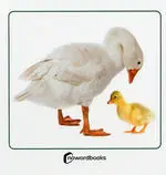 Animales Domesticos y Sus Crias